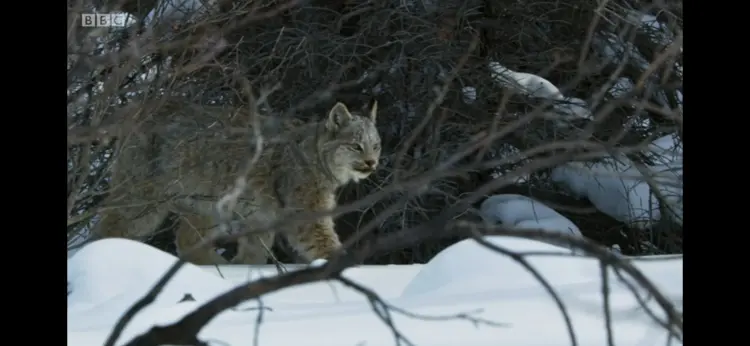 Canada lynx (Lynx canadensis) as shown in Seven Worlds, One Planet - North America